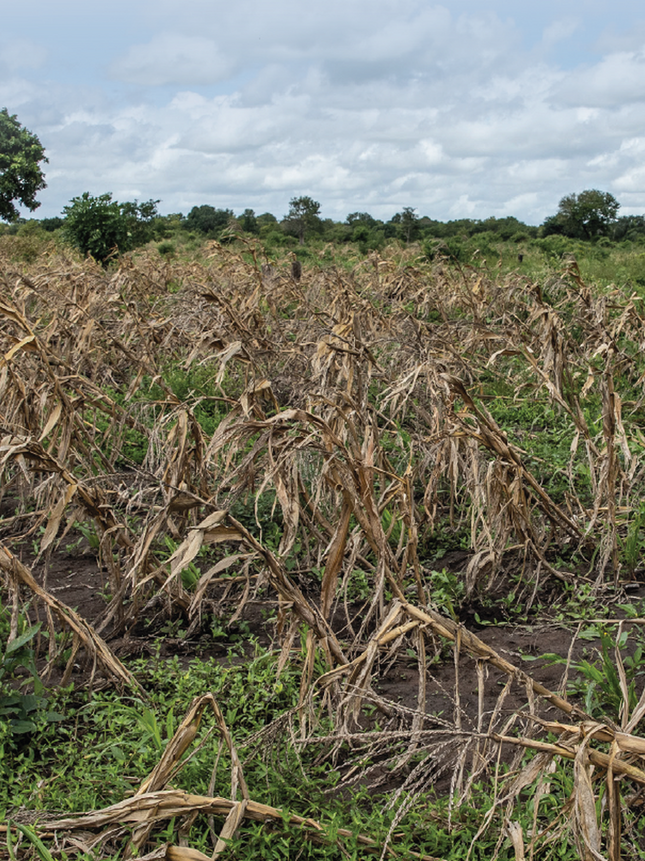 Integration of HIV and sexual and reproductive health and rights in El Niño responses